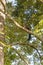 Indian Malabar giant squirrel, on the tree in Periyar Forest