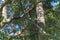 Indian Malabar giant squirrels, on the tree in Periyar Forest