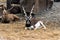 Indian male blackbuck antelope or antilope cervicapra