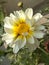 Indian Male this is daisy flower the color white and yellow