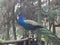 Indian Male Peacock with feather