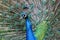 Indian male peacock (Pavo cristatus)