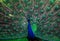 Indian male peacock shows it`s beautiful colorful plumage
