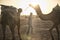 Indian man cameleer camel driver with camels in dunes of Thar desert