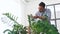 Indian man cleaning houseplant at home