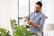 Indian man cleaning houseplant`s leaves at home