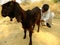 Indian man milking goat during camel safari in Thar desert in Ra