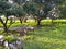 Indian mango garden evening photo