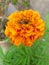 Indian Marigold Genda phool Full HD