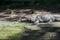 Indian Marsh Crocodile or Mugger Crocodile Crocodylus palustris near the Pond