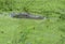 Indian Marsh Crocodile or Mugger Crocodile  hidden in Green Algae