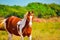 Indian marwari horse,white/brown horse on grass field,beautiful African horse on long grass ground,Portrait of horse wearing a rug