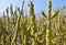 Indian meadows -cactus plants in desert