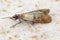 Indian mealmoth or Indianmeal moth Plodia interpunctella of a pyraloid moth from the family Pyralidae is common pest of stored