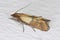 Indian mealmoth Plodia interpunctella of a pyraloid moth of the family Pyralidae is common pest of stored products and pest of