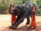 Indian men with trained elephant