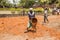 Indian men at work with seal to move the orange earth to cultivate food vegetables grass