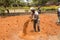 Indian men at work with seal to move the orange earth to cultivate food vegetables grass