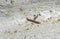 Indian Millipede Crawling on White Wall