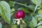 Indian Mock Strawberries Duchesnea indica