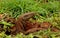 Indian Moniter Lizard, Varanus bengalensis, Bandipur National Park, Karnataka, India