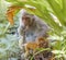 Indian Monkey or Rhesus Macaque Monkey Portrait