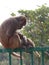 Indian Monkey in Sundarban Jungle