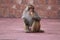 Indian monkey testing icecream with very satisfied mind