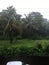 Indian monsoon greenery everywhere raining outside