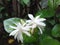 Indian Most Beautiful Natural Jasmine Flower Garden