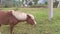 Indian Mountain Horse eating grass on farmland. Horse Eating Stock Footage 4K