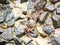 Indian Mud Crab - Scylla Serrata - among Stones