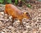 Indian Muntjac