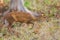 Indian Muntjac Deer stalking along a road eating the green grass, Bandhavgarh