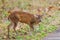 Indian Muntjac Deer stalking along a road eating the green grass, Bandhavgarh