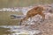 Indian Muntjac Deer stalking along a road eating the green grass, Bandhavgarh