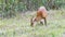 The Indian muntjac eating grass