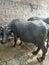 Indian murra Buffalo for maharashtra