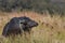 Indian murrah buffalo eating grass on the field