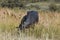 Indian murrah buffalo eating grass on the field