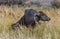 Indian murrah buffalo eating grass on the field