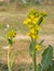 Indian mustard flovour senior in my field