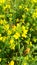 Indian Mustard Flowers in Field