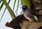 Indian Mynah