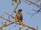 Indian mynah sitting on branch of tree