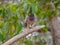 Indian mynah sitting on dry branch