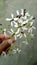 Indian neem plant flower, white and blackish beautiful nature creation. India kushinagar