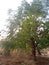 Indian Neem tree.Botanical name Azadirachta indica.