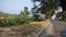 Indian netive village jharkhand local road beside the road plants & trees