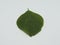 Indian Nettle, leaf, Indian Acalypha (ACALYPHA INDICA) leaf medicinal uses.